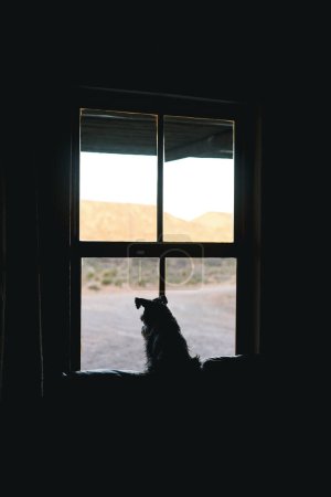 Téléchargez les photos : Quand mes humains rentreront-ils ? Vue arrière d'un adorable chien regardant par la fenêtre à la maison - en image libre de droit