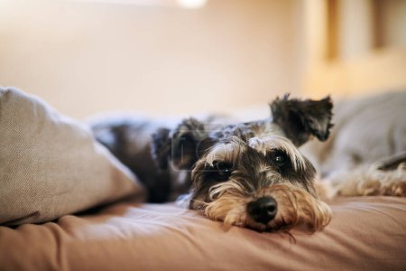Téléchargez les photos : Je t'ai gardé une place. un chien adorable relaxant sur le lit à la maison - en image libre de droit