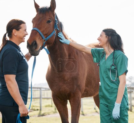 Photo for Woman, vet and check horse health on farm, veterinary medicine and care for sick animal. Agriculture, farming and medical expert working in animals healthcare, wellness or veterinarian for pets. - Royalty Free Image