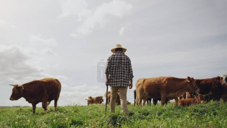 Téléchargez les photos : Agriculture, vaches et homme noir à la ferme, dos et à l'aide de bâton de marche pour la maquette agricole. Terres, bovins et personnes handicapées africaines, agriculteurs travaillant et champ d'herbe pour la production de viande dans l'agro - en image libre de droit