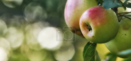 Photo for Banner, fruit and apple on trees in farm for agriculture, orchard farming and harvest. Nature mockup, sustainability and closeup of green or red apples growing for organic, healthy or natural produce. - Royalty Free Image