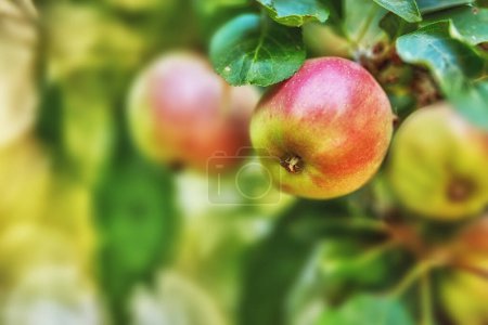 Photo for Apple, garden and red fruit on tree or branch with leaves, green plant and agriculture or sustainable farm. Nature, apples and healthy food from farming, plants and natural fiber for nutrition. - Royalty Free Image