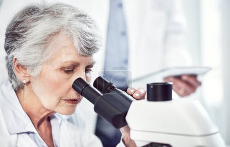 Foto de Parece que hay un cambio o dos. una científica anciana enfocada mirando a través de un microscopio mientras está sentada en un laboratorio - Imagen libre de derechos