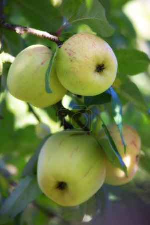 Foto de Naturaleza, agricultura y plantas con manzana en el árbol para la sostenibilidad, la salud y el crecimiento. Granja, medio ambiente y nutrición con fruta madura en rama para la cosecha, la agricultura y la horticultura. - Imagen libre de derechos