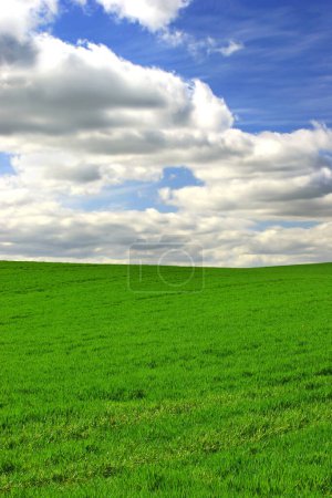 Téléchargez les photos : Herbe, nuages et ciel bleu avec paysage de champ pour l'espace de maquette agricole, l'environnement et l'écologie. Plante, nature et horizon avec prairie rurale pour le printemps, l'agriculture et la durabilité. - en image libre de droit