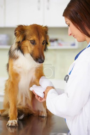 Téléchargez les photos : Vétérinaire, bandage ou chien à la clinique vétérinaire lors d'une inspection sanitaire d'urgence ou d'un accident. Médecin, aidant ou blessé collie rugueux animal de compagnie ou chiot de sauvetage dans l'examen médical pour blessure à la jambe. - en image libre de droit