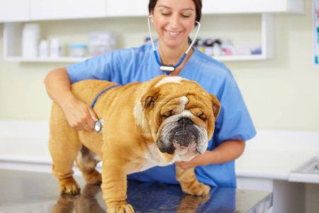 Photo for Heartbeat, happy doctor or dog at vet or animal healthcare clinic check up in nursing consultation. Smile, friendly nurse or sick bulldog pet or puppy in examination or medical test for veterinary. - Royalty Free Image