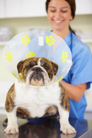 Photo for Cone, face or dog at vet or animal healthcare check up in nursing consultation or clinic inspection. Collar, doctor or sick bulldog pet or puppy in examination or medical test for veterinary help. - Royalty Free Image