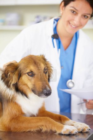 Photo for Portrait of doctor, exam or dog at veterinary clinic for animal healthcare checkup inspection or prescription. Nurse, face or sick rough collie pet or puppy in examination or medical test for help. - Royalty Free Image