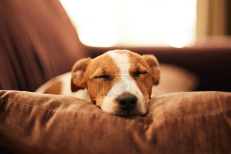Photo for Dog on couch, sleep and relax in home for happy pet in comfort and safety in living room. Tired Jack Russell sleeping on couch, furniture and pets with loyalty, cute face and pillow in lounge alone - Royalty Free Image