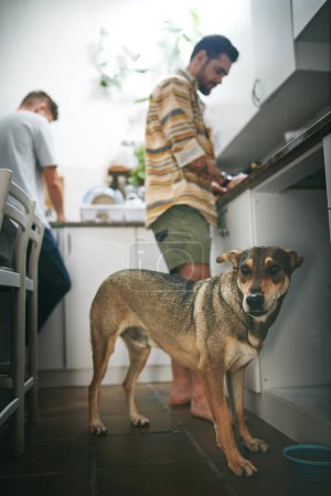 Téléchargez les photos : Tu as un régal ? deux jeunes hommes faisant à manger ensemble dans la cuisine à la maison avec leur chien pendant la journée - en image libre de droit