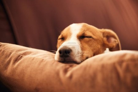 Hund auf dem Sofa, Schlaf und Ruhe zu Hause für ein glückliches Haustier in Komfort und Sicherheit im Wohnzimmer. Müder Jack Russell schlafend auf Sofa, Möbeln und Haustieren mit Loyalität, niedlichem Gesicht und Kissen allein in der Lounge