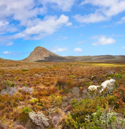 Photo for Nature, mountain and blue sky with field in park for landscape, environment and flowers. Bush, summer and wilderness with reserve in Cape Town for floral habitat, sustainability and mockup space. - Royalty Free Image