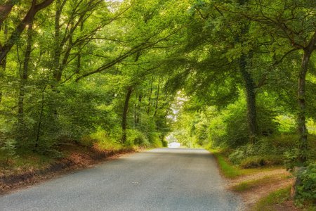 Photo for Road, path and rain forest in the countryside for travel, agriculture or natural environment. Landscape of plant growth, greenery or asphalt highway with trees for sustainability in nature outdoors. - Royalty Free Image