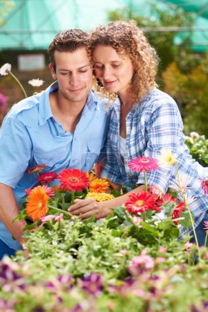 Photo for Garden love, greenhouse flower and couple with plant shopping and choice with gardening. Floral, spring sale and woman with a man together with daisies purchase for backyard with a smile at shop. - Royalty Free Image
