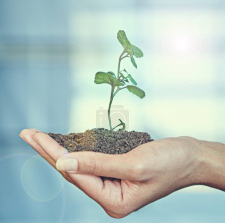 Photo for Growth, plant and ecology with soil in the hand of a business person for eco friendly development. Earth day, spring or nature with an employee holding a green leaf in the palm for sustainability. - Royalty Free Image