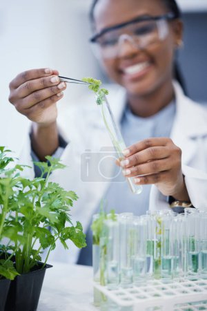 Téléchargez les photos : Femme noire, scientifique et recherche avec des plantes en éprouvette au laboratoire pour analyse ou innovation. Zoom, biologiste et feuille dans le matériel de verre pour l'étude au travail avec l'agriculture pour l'environnement - en image libre de droit