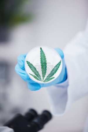 Photo for Scientist hand, petri dish and marijuana in laboratory for medical research, organic medicine and cbd oil. Closeup, cannabis or hemp leaves for pharmaceutical product, sustainable drugs or healthcare. - Royalty Free Image