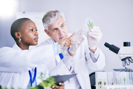 Photo for Scientist, team and analysis of marijuana leaf, science study for medical research and ecology in lab. Man, woman with weed plant in petri dish, check cannabis test sample and scientific experiment. - Royalty Free Image