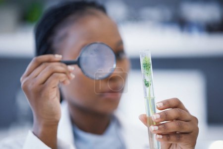 Photo for Magnifying glass, black woman or scientist with plants in test tube for analysis, research or leaf growth. Science blur, studying biotechnology or ecology expert in laboratory for agro development. - Royalty Free Image