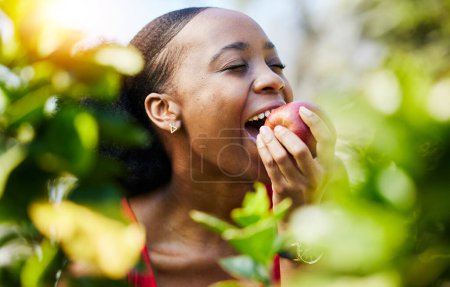Téléchargez les photos : Pomme, femme saine et noire mordant ou mangeant un fruit dans une ferme de verger avec des produits frais en été et sourire. Heureux, la nutrition et les jeunes femmes sur une alimentation biologique pour la durabilité. - en image libre de droit