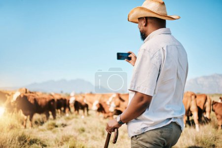 Téléchargez les photos : Agriculture, agriculteur ou homme noir à la ferme prenant des photos du bétail ou de l'agro-industrie dans les campagnes. Photo, production laitière ou personne africaine élevant un troupeau de bovins ou de vaches sur un champ de gazon extérieur. - en image libre de droit