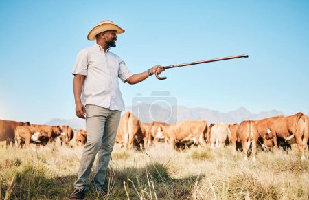 Foto de Vacas, granjeros señalando o hombre negro en la agricultura agrícola para la ganadería, la sostenibilidad o la agroindustria en el campo. Sonrisa, producción lechera o persona que cultiva un rebaño de ganado o animales en el campo de hierba. - Imagen libre de derechos