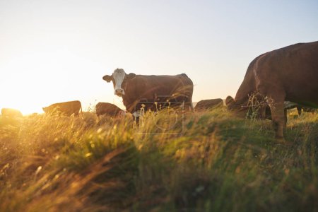 Vaches, coucher de soleil et ferme pour l'agriculture laitière, l'industrie de la viande et de la viande bovine dans les champs ruraux, les terres et l'Afrique du Sud. Hereford bovins, animaux ou groupe de bétail dans l'environnement gazonné pour l'agro-industrie.