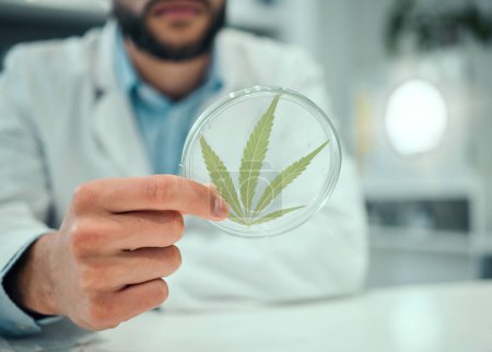 Photo for Hand, cannabis and science with a doctor man in a laboratory for research, innovation or ecology. Marijuana leaf, sustainability and sample with a male scientist working in a lab for cure development. - Royalty Free Image
