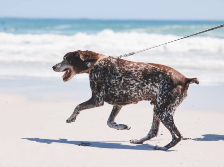 Photo for Beach, walking and dog on leash by ocean for freedom, adventure and fresh air in nature. Happy pet, healthy animal and excited canine pointer by sea for exercise, wellness and energy in summer. - Royalty Free Image