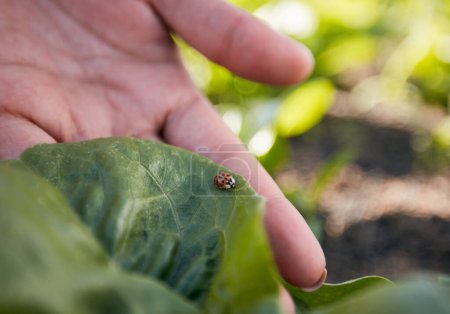 Photo for Hand, farming and a ladybug in the garden with a person outdoor for sustainability or agriculture closeup. Nature, spring and environment with an insect in a natural habitat as a part of wildlife. - Royalty Free Image