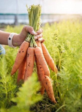 Téléchargez les photos : Fermier tenant des carottes en main, des plantes dans une petite entreprise durable dans l'agriculture et les aliments biologiques naturels. Personne à l'agro serre, récolte de légumes et la croissance dans le jardin avec une fierté écologique. - en image libre de droit