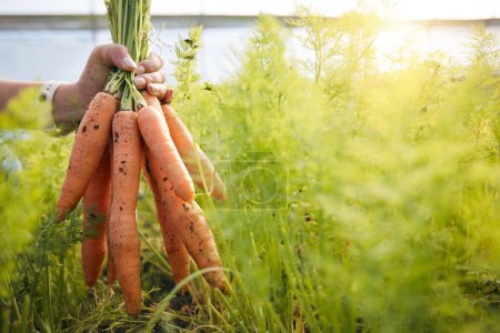 Téléchargez les photos : Agriculteur avec des carottes à la main, les plantes et l'agriculture à la petite entreprise durable avec des aliments biologiques naturels. Personne à l'agro serre, récolte de légumes et la croissance dans le jardin avec une fierté écologique - en image libre de droit