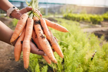Photo for Greenhouse, carrots in hand and plants at sustainable small business, agriculture and natural organic food. Person in agro farming, vegetable harvest and growth in gardening with eco friendly stock - Royalty Free Image
