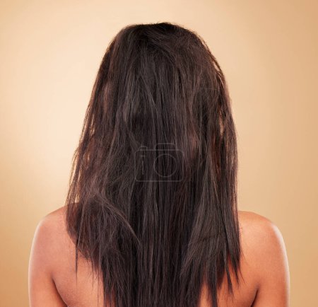 Photo for Damaged, hair and back of messy woman in studio, background or haircare for tangled, brittle or frizzy hairstyle. Repair, beauty and person in salon or spa for treatment to restore healthy texture. - Royalty Free Image