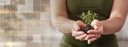 Photo for Plant, overlay and hands of business person for investment, agriculture and green energy. Health, profit and future with closeup of employee and soil on banner for hope, sustainability and earth day. - Royalty Free Image