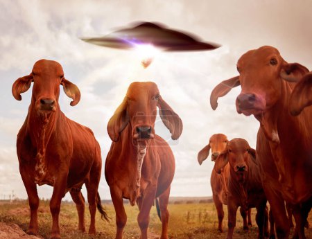 Photo for Ufo, cows and field with farm abduction, spaceship and contact with light beam, futuristic and science fiction. Cattle, alien invasion and extraterrestrial with galaxy mission, fantasy or countryside. - Royalty Free Image