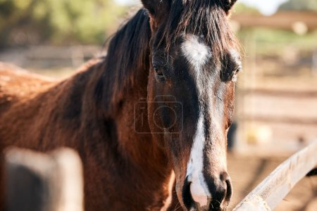 Photo for Calm, horse and portrait outdoor on farm, countryside or nature in summer with animal in agriculture or environment. Stallion, pet or mare pony at stable fence for equestrian riding or farming. - Royalty Free Image