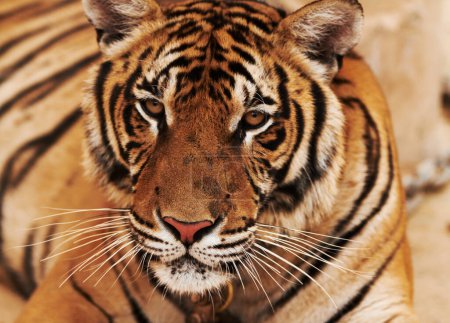 Téléchargez les photos : Zoo, faune et gros plan de tigre dans le sable par cirque pour un divertissement majestueux ou safari. Animaux, félins et zoom de gros chat exotique dans le désert ou les dunes dans la conservation en plein air ou l'habitat en Inde - en image libre de droit