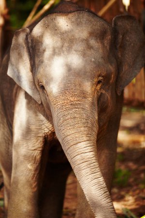 Téléchargez les photos : Faune, conservation et portrait d'éléphant dans une jungle ludique, curieuse et libre. Écosystème, durabilité et veau animal dans la forêt calme, paisible et marchant dans un environnement naturel en Afrique. - en image libre de droit