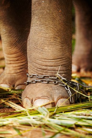 Photo for Feet in chains, closeup and elephant in jungle for capture, ivory or black market trade. Animal exploitation, torture or wildlife cruelty or abuse in Africa for poaching, disaster or ecosystem crisis. - Royalty Free Image