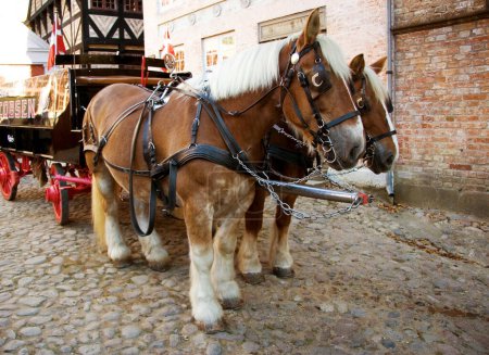 Photo for Horse, walking and travel with vintage carriage in for medieval town, Denmark or transport on street. Pony, animals and horses trekking transportation or chariot vehicle on wheels or cobblestone road. - Royalty Free Image