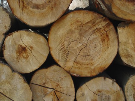 Téléchargez les photos : Arbres, arrière-plan et groupe de bois rond dans la nature pour la déforestation, la durabilité et l'industrie du bois. Gros plans, motifs d'anneaux et textures de cercles de souches dans l'environnement, l'écologie ou les ressources forestières. - en image libre de droit