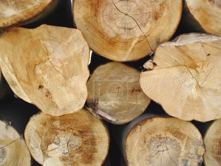 Photo for Trees, background and stack of wood in circle for deforestation, sustainability and timber material. Closeup, ring patterns and log texture in environment, plant ecology and lumber industry in nature. - Royalty Free Image