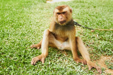 Foto de Retrato, mascota y mono en cadena al aire libre en el parque, la naturaleza y sentado en zoológico tropical solo. Animales, macacos y simios en la hierba en la granja, el campo y el exterior para entrenar mamíferos o primates en verano. - Imagen libre de derechos