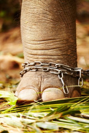 Photo for Feet in chains, closeup and elephant cruelty in jungle for capture, ivory or black market trade. Animal exploitation, torture or wildlife foot or abuse in Botswana for poaching, disaster or crisis. - Royalty Free Image