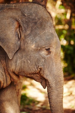 Téléchargez les photos : Nature, profil et œil d'éléphant dans une jungle curieuse, libre ou explorant un environnement naturel. Faune, conservation et facette de l'éléphant en Thaïlande, habitat ou protection dans une forêt. - en image libre de droit