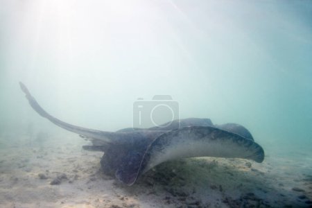 Photo for Stingray, swimming and floor of ocean for sea life with underwater beauty and digging sand to feed or rest. Nature, wildlife and coral reef with exploration, marine conservation and eco protection. - Royalty Free Image
