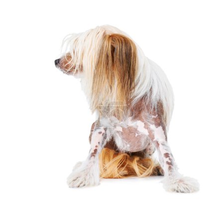 Photo for Chinese Crested dog, studio and pet isolated by white background for care, health and wellness. Canine animal, puppy and profile with natural fur coat with rescue for safety, pedigree and adoption. - Royalty Free Image