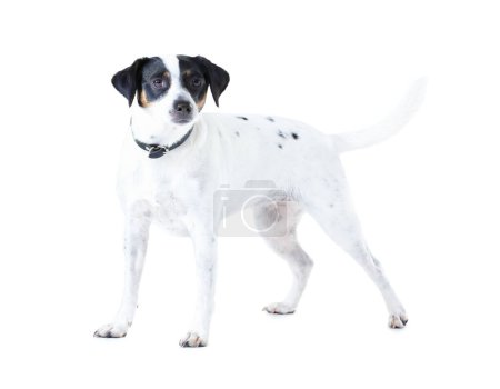 Téléchargez les photos : Jack Russell chien, studio et fond blanc avec soin des animaux, sain et isolé avec bien-être. Animal canin, chiot et visage avec manteau de fourrure naturel avec sauvetage pour la sécurité, pedigree et adoption. - en image libre de droit